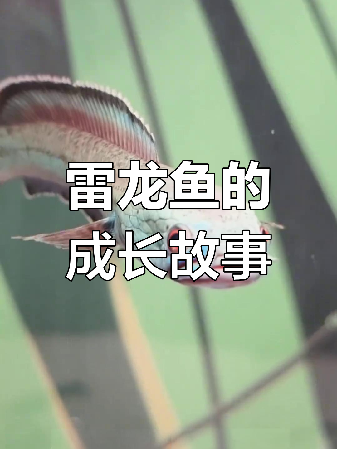 雷龙鱼跳跃成谜,低温环境让它更活泼