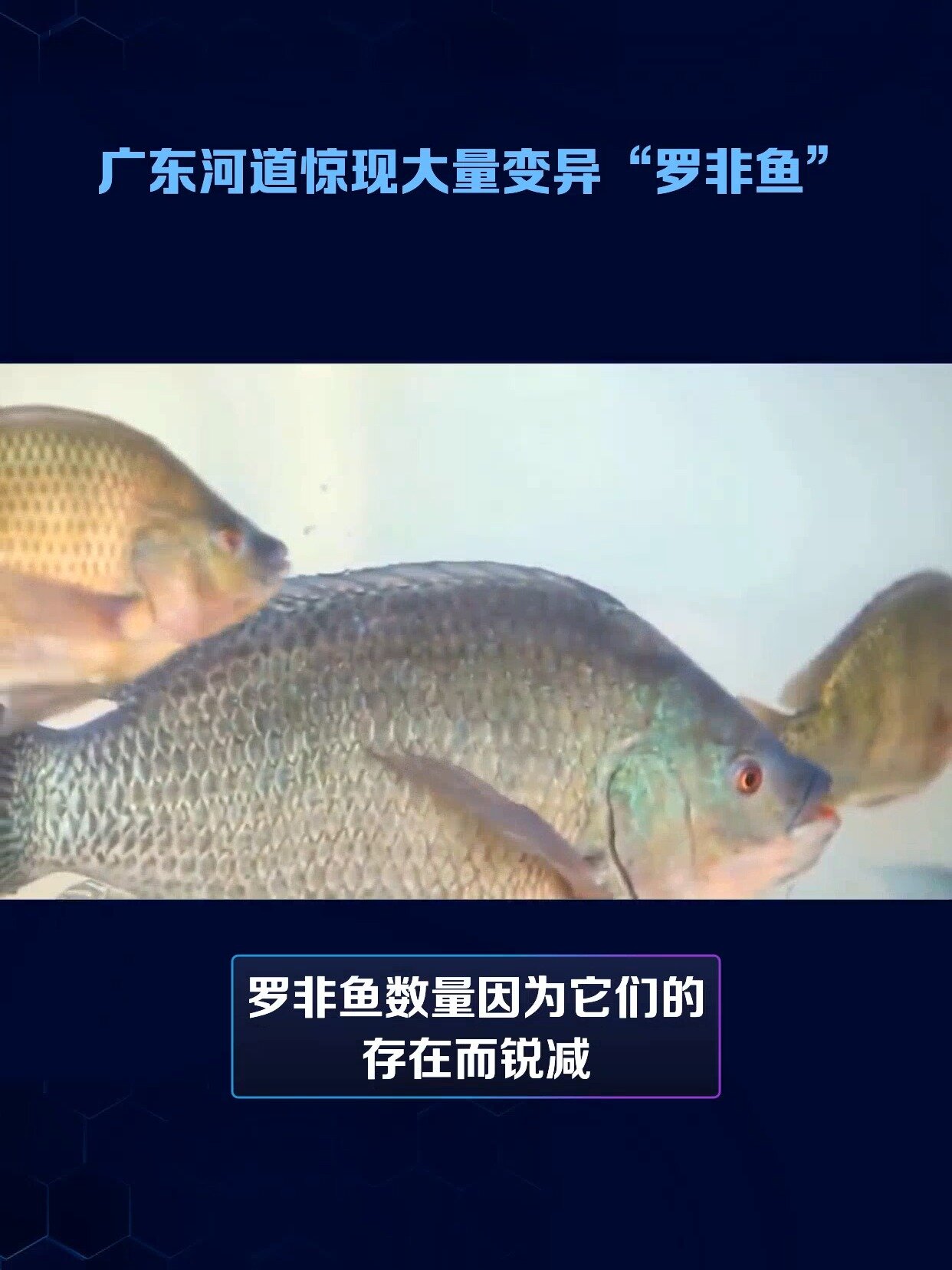 广东惊现大量变异罗非鱼