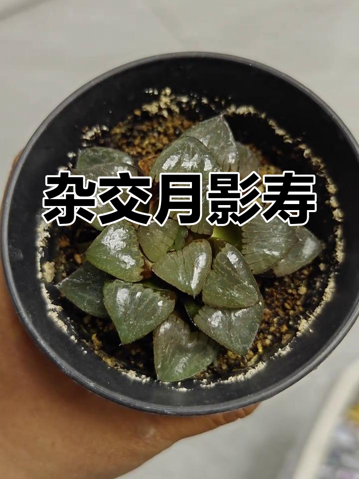 1997年月影寿,独特杂交多肉植物记录