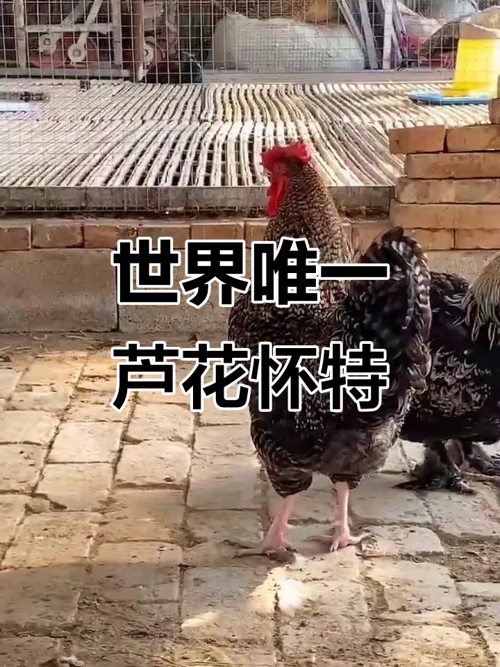 芦花怀特双冠鸡,全球仅此一只,错过就没有了