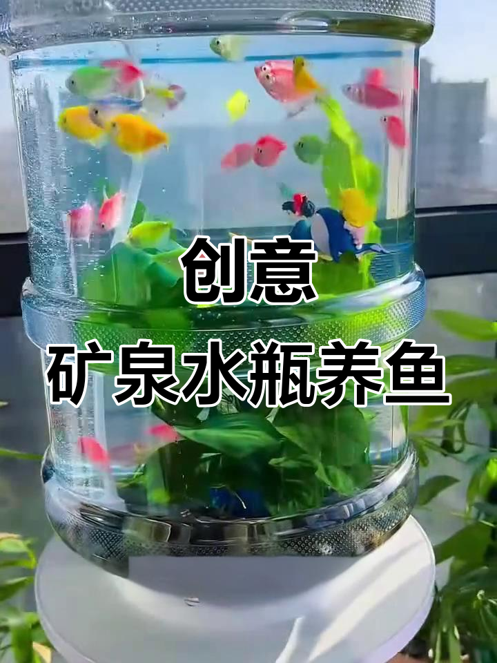 用矿泉水桶打造生态鱼缸，简单又解压