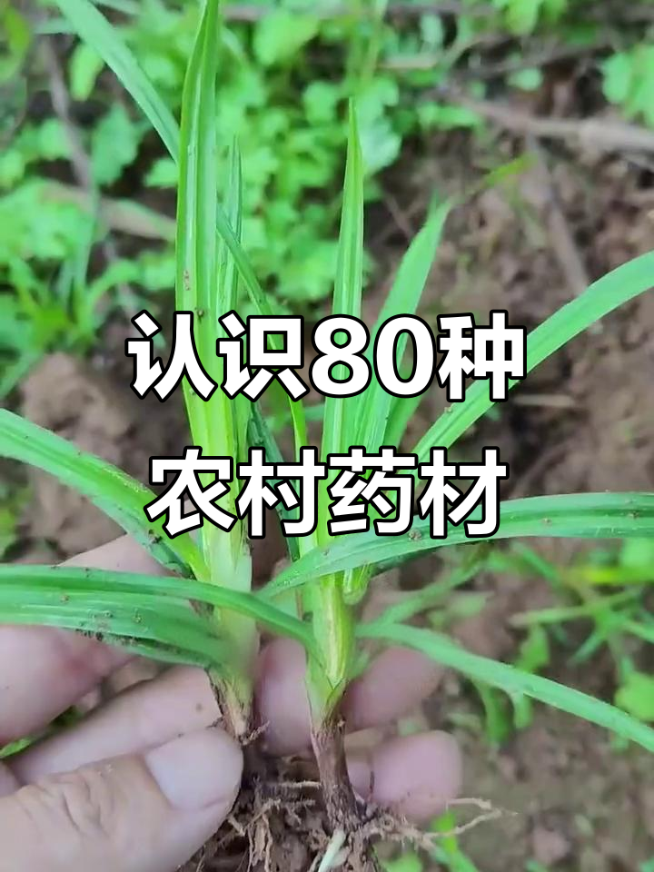 80种常见农村中草药，了解它们的功效与作用