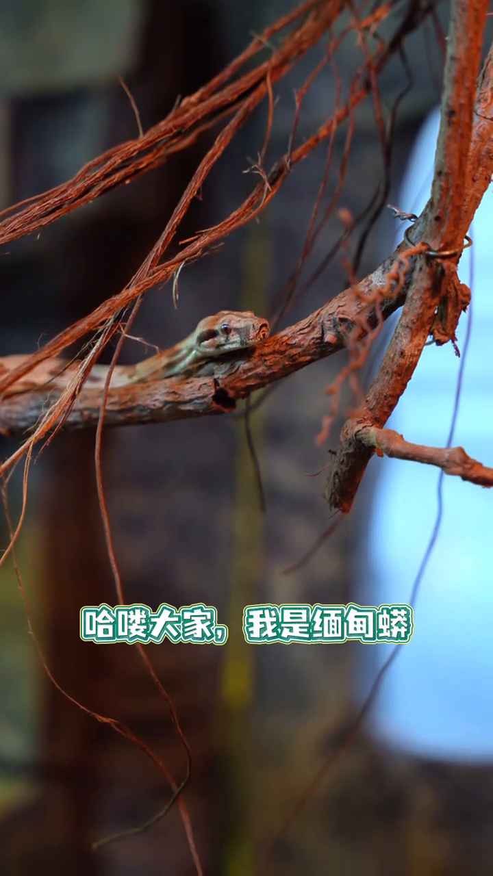 我是缅甸蟒,是盖瑞一条蛇的“远亲”哦