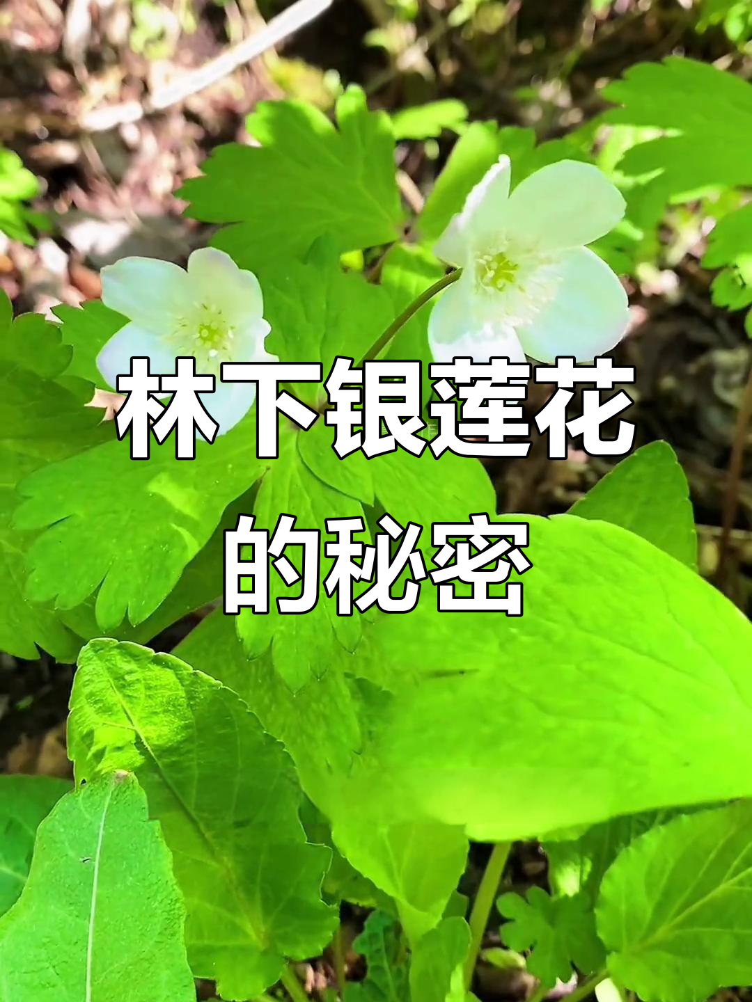 鹅掌草：林荫下的银莲花，根可入药