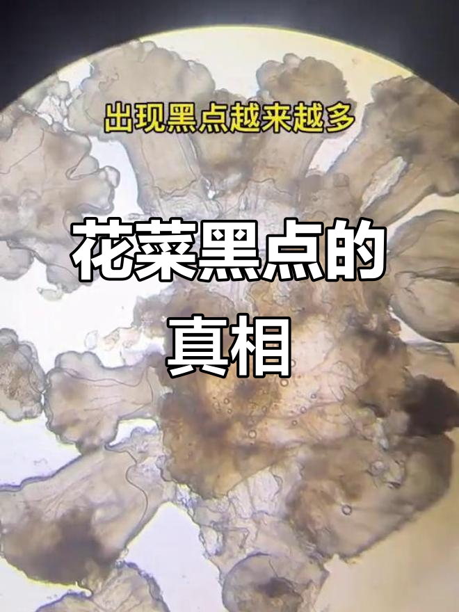 花菜上的小黑点,到底是磕碰还是霉菌?