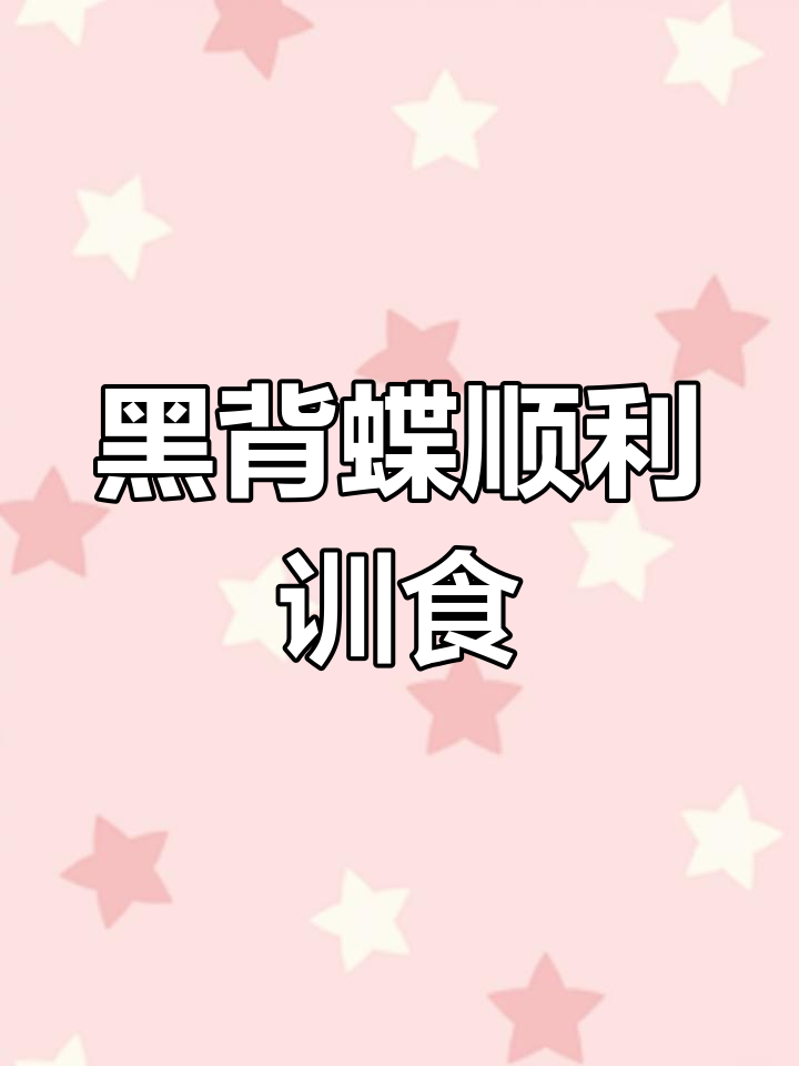 黑背蝴蝶鱼成功驯食,爱吃蛤蜊肉