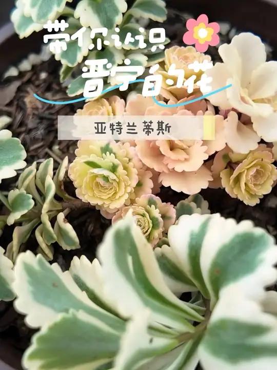 带你认识晋宁的花(多肉植物)——亚特兰蒂斯 有一种叫云南的生活 云南鲜花 我家晋宁美