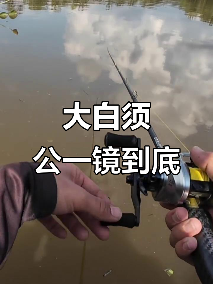 一镜到底捕捉大白须公,紧张瞬间全程记录