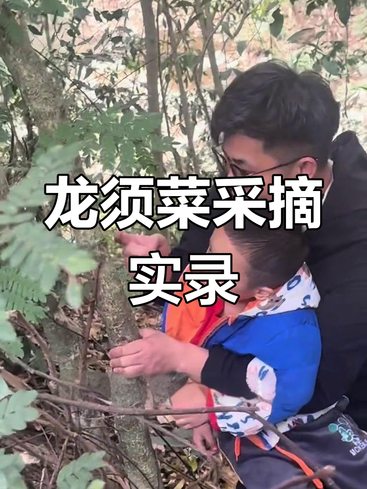 广西龙须菜大揭秘,芦皮菜的独特魅力