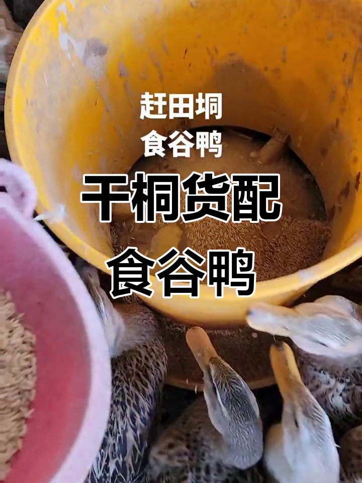 乡村干桐货与谷鸭的美味邂逅,肉质鲜美让人怀念