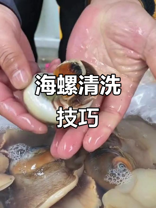 猫眼螺吐沙过程揭秘,如何挑选新鲜海螺