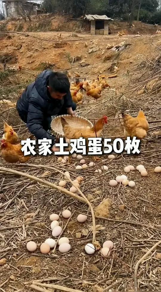 农家散养土鸡蛋,既好吃又有营养,趁现在有活动,抓紧去拍