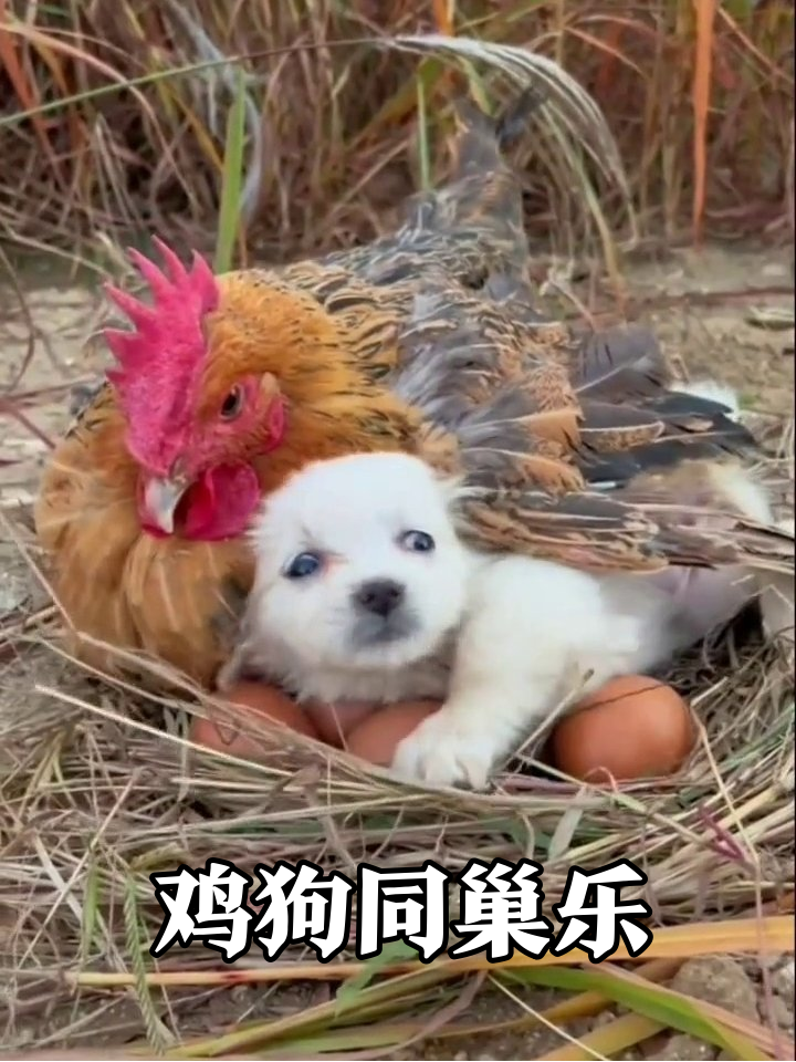 小狗闯进鸡窝撒娇，母鸡秒变暖心奶妈