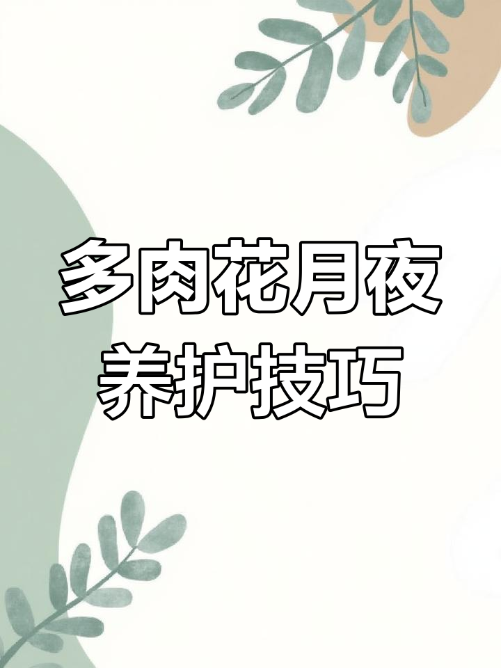 花月夜多肉植物养护全攻略:光照、浇水、施肥一网打尽