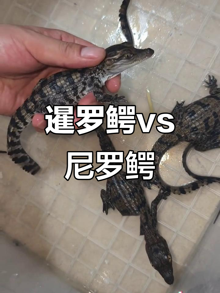 暹罗鳄与尼罗鳄大不同,看看这些细节你发现了吗?