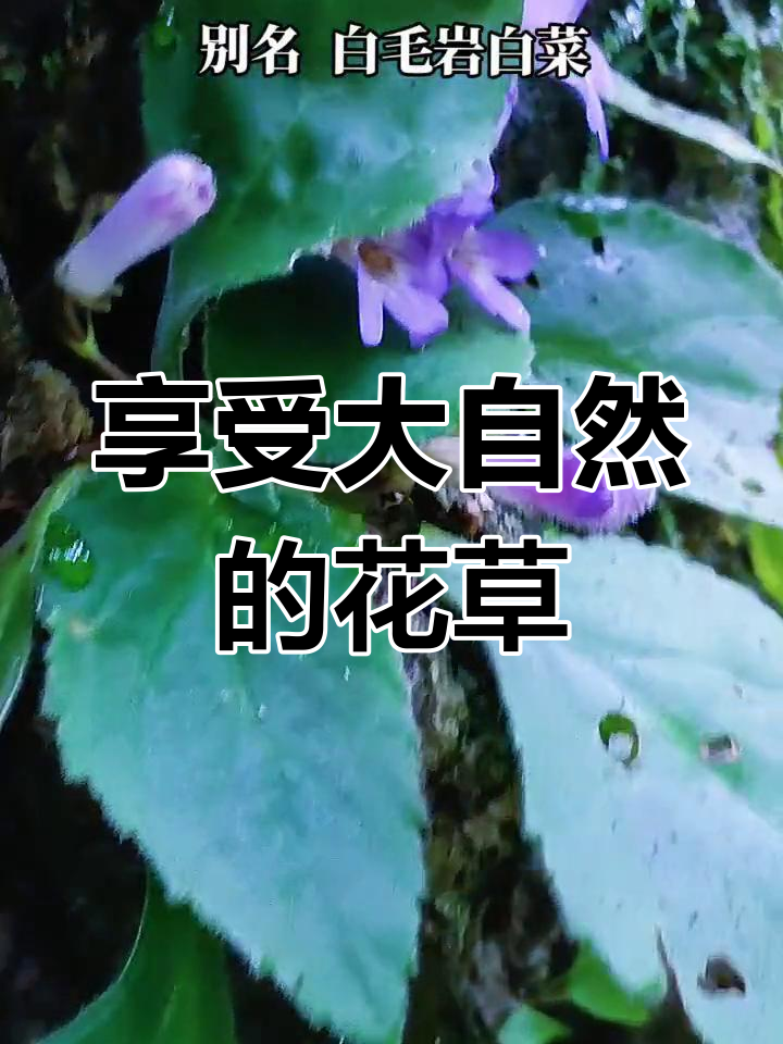 独自绽放的岩白菜,尽显自然之美