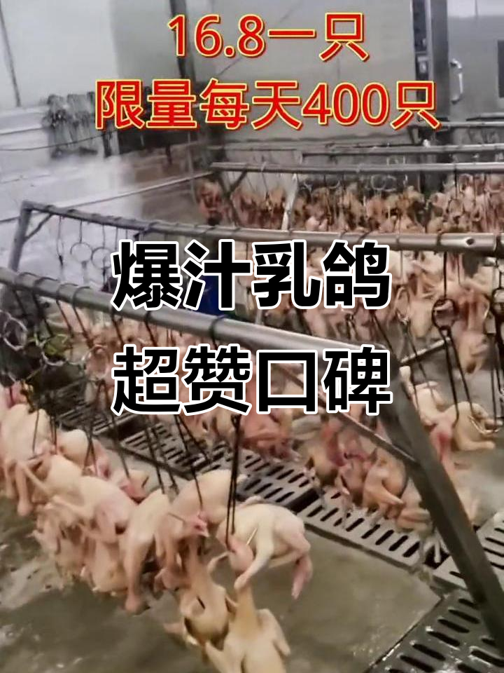 爆汁乳鸽店,口碑炸裂!客人的好评就是最好的广告