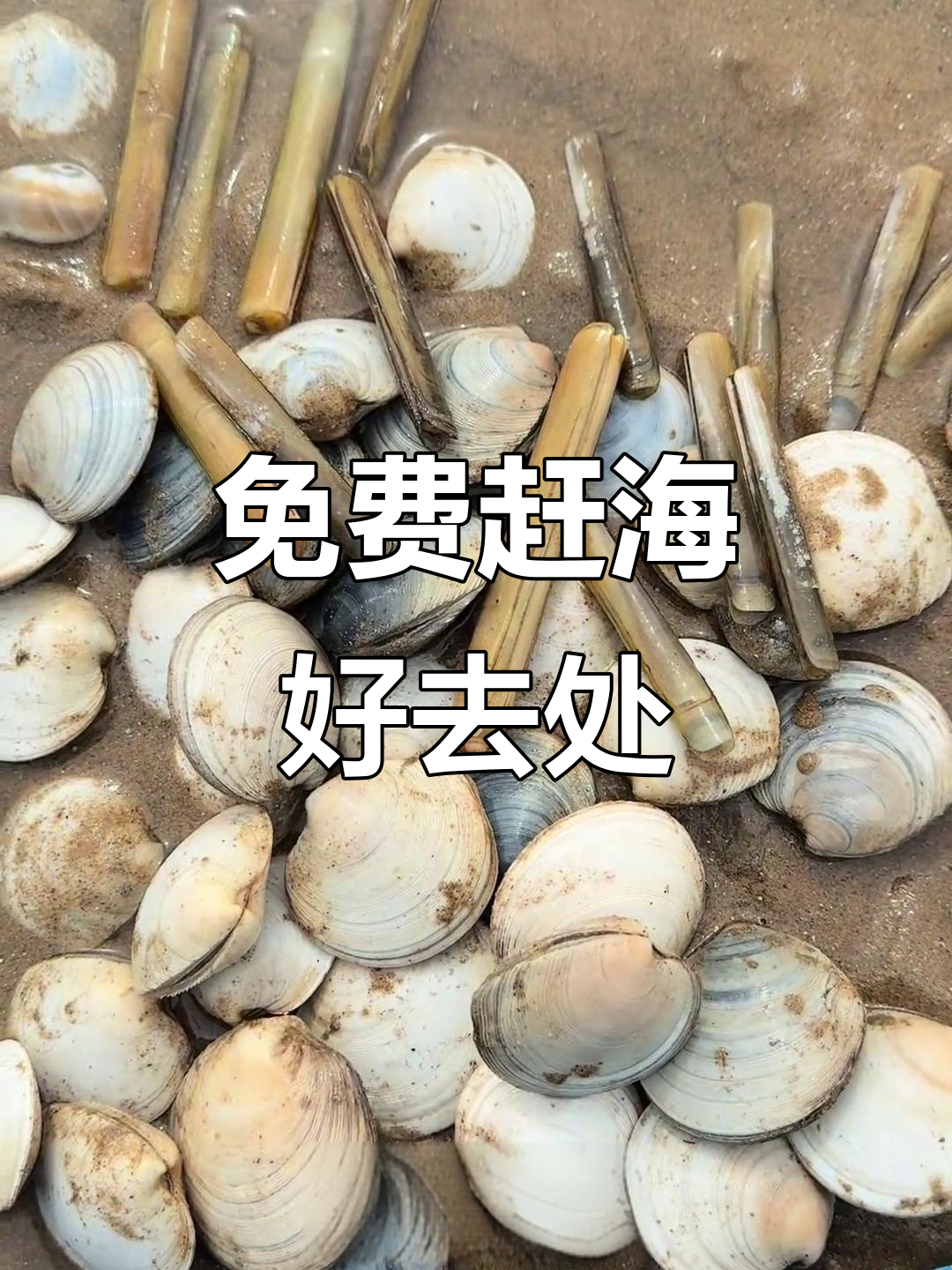 鲅鱼圈四大免费赶海地,收获满满乐趣!