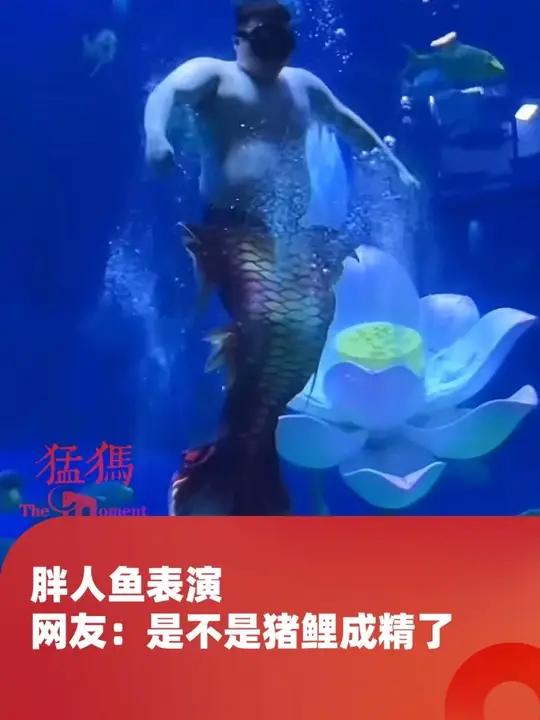 胖人鱼表演,表示自律失败,网友:是不是猪鲤成精了