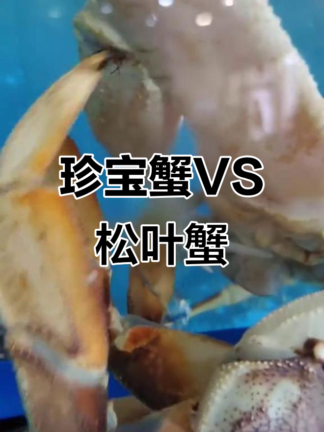 珍宝蟹与松叶蟹大比拼,哪种更胜一筹?