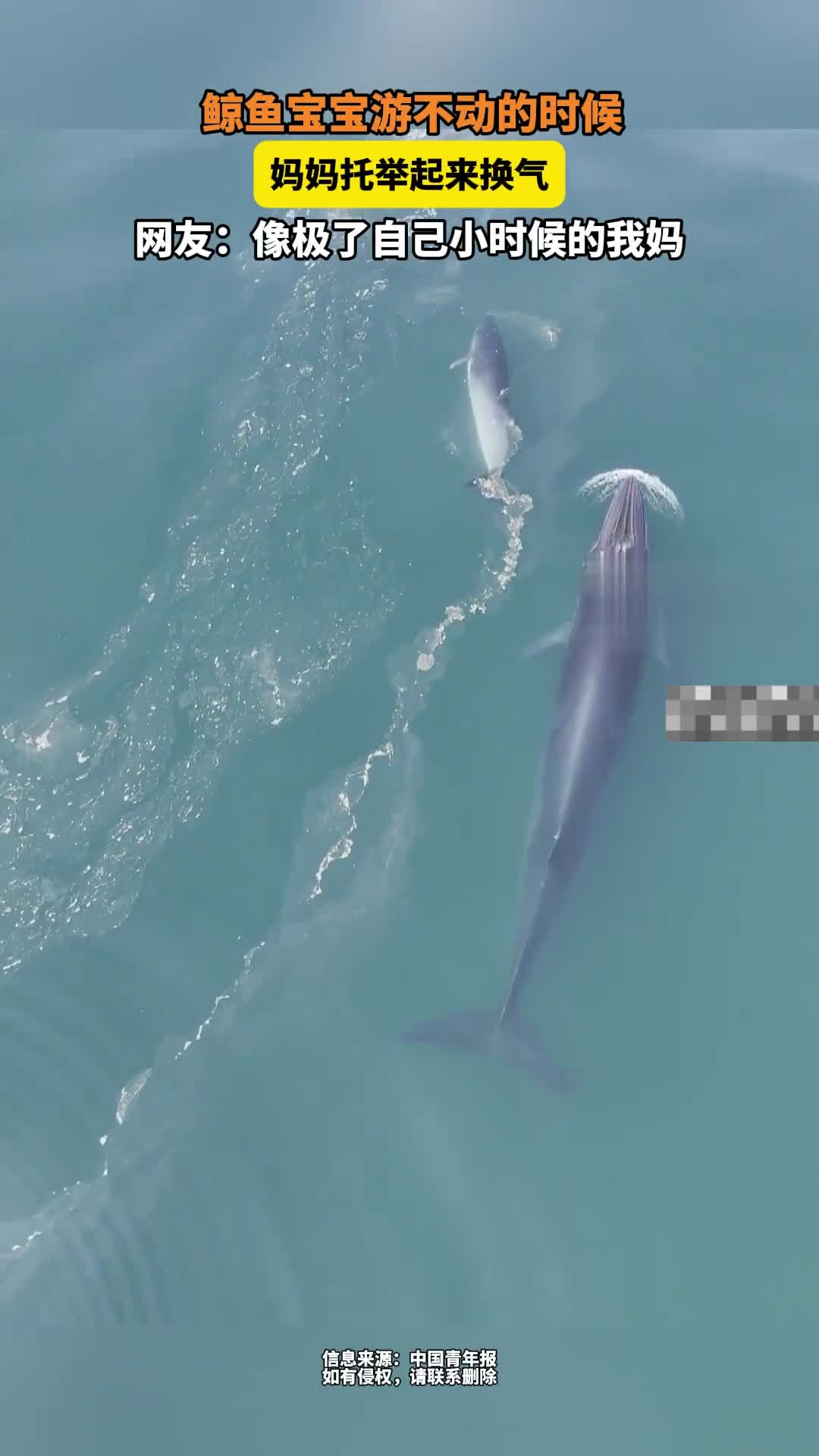 鲸鱼宝宝游不动的时候,妈妈托举起来换气。网友:像极了自己小时候的我妈