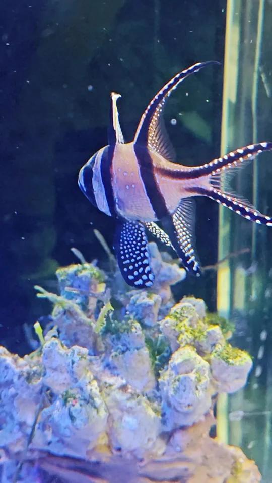 巴黎天使的晚餐