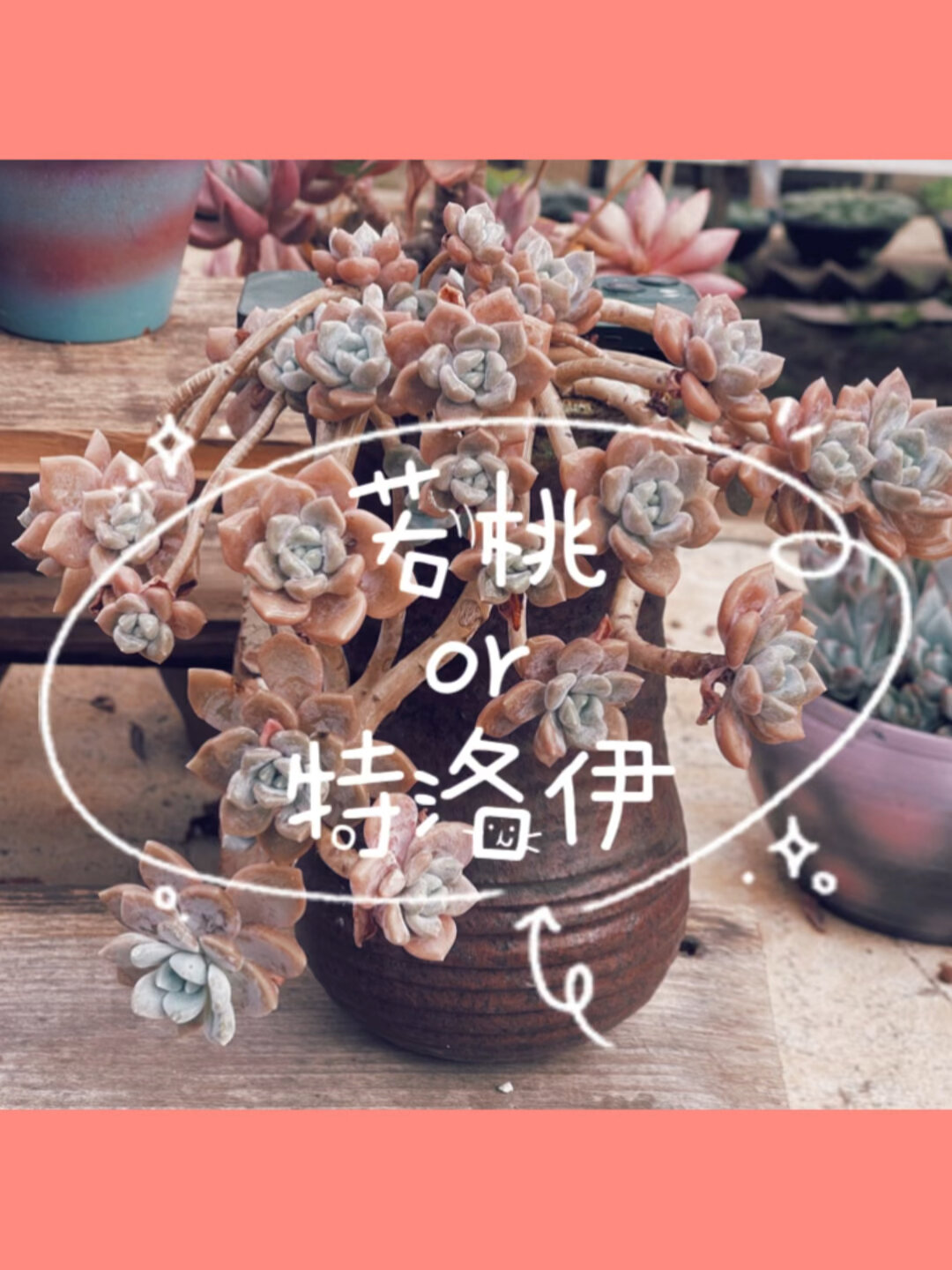 多肉|若桃or特洛伊 可塑性太强了