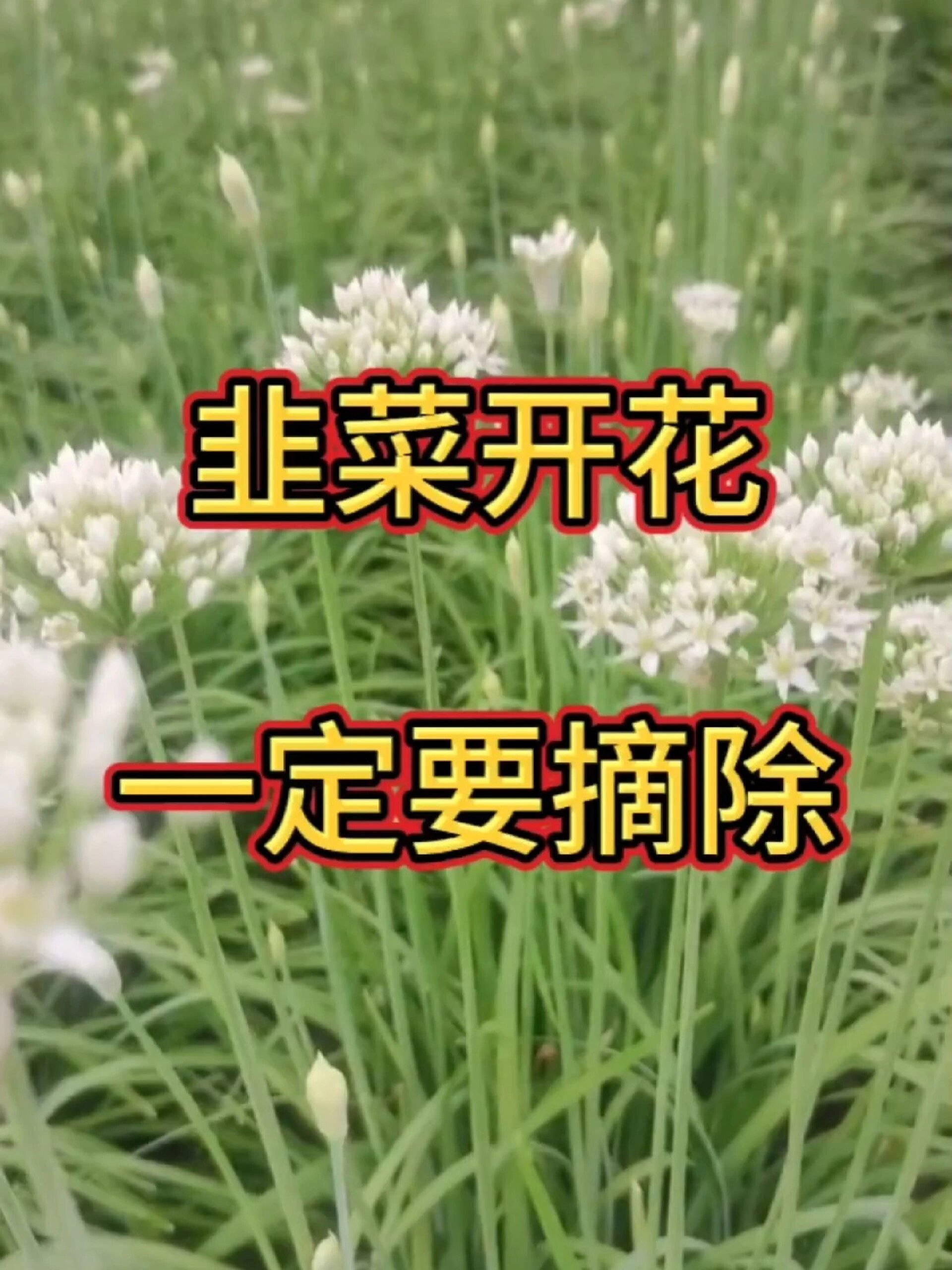 韭菜开花一定要摘除