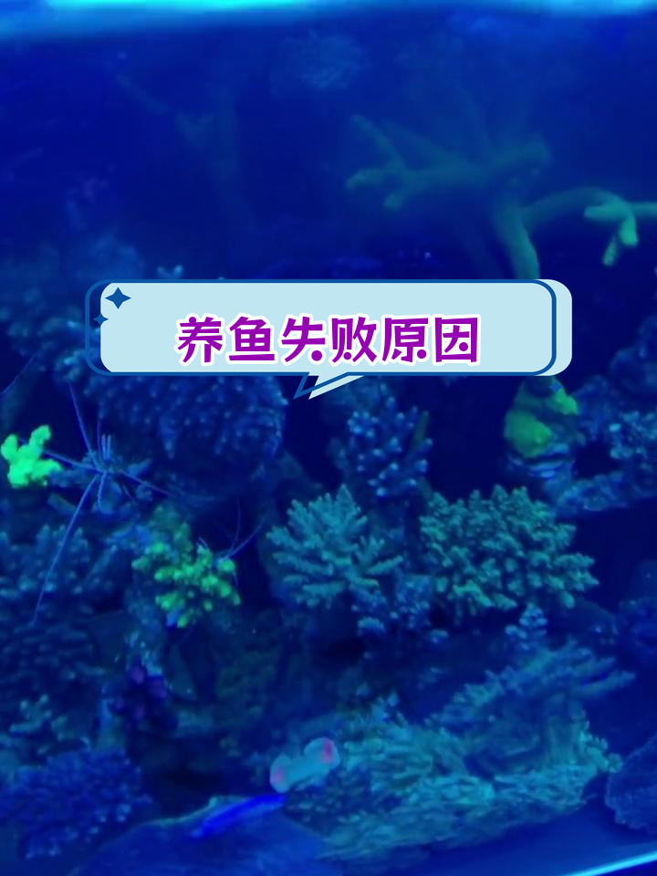 黄金鱼击败紫蓝吊,两年老鱼为何养不活