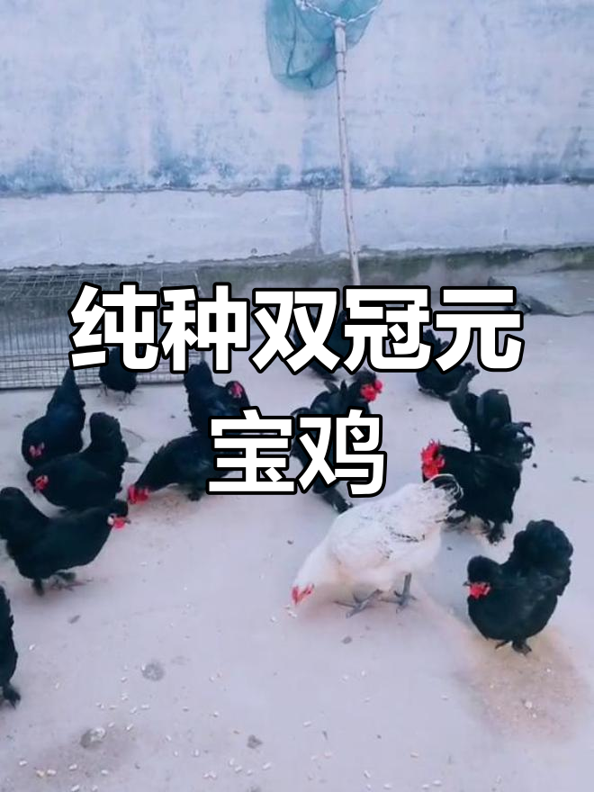双冠元宝鸡的魅力