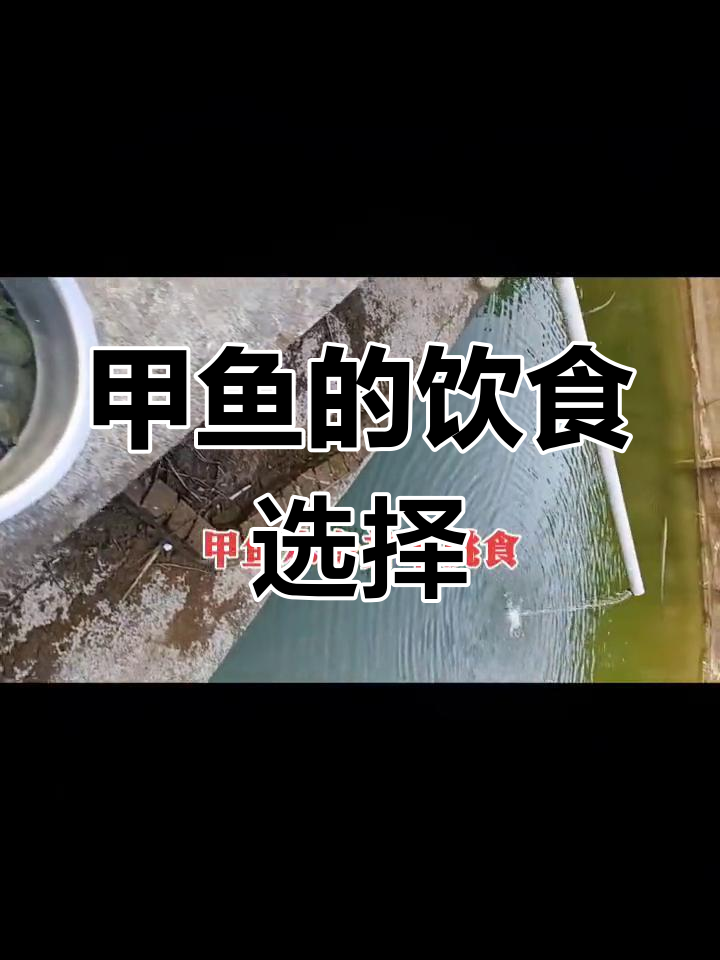 甲鱼饲养全攻略:吃什么最合适