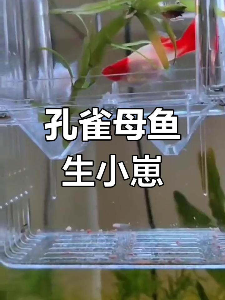 孔雀鱼生产全程记录,小鱼仔出生惊人!