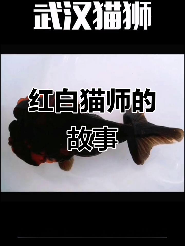 猫狮金鱼:从红白到极品,选鱼之路的坚持与收获
