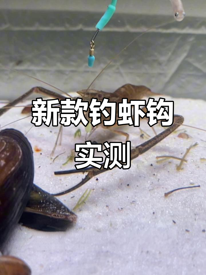 测试新款专利钓虾钩，自动刺虾不脱钩