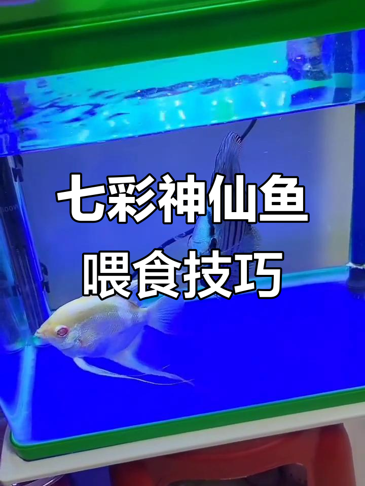 七彩神仙鱼饲料选择:干粮最省事,营养成分全