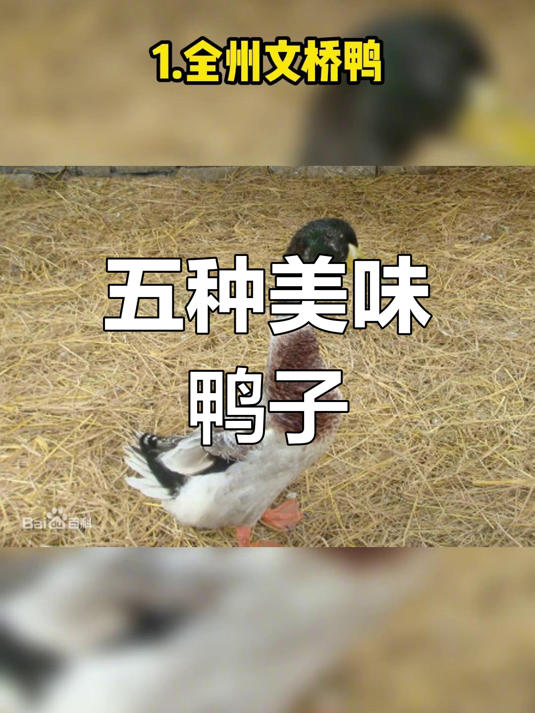 广西五大名鸭推荐