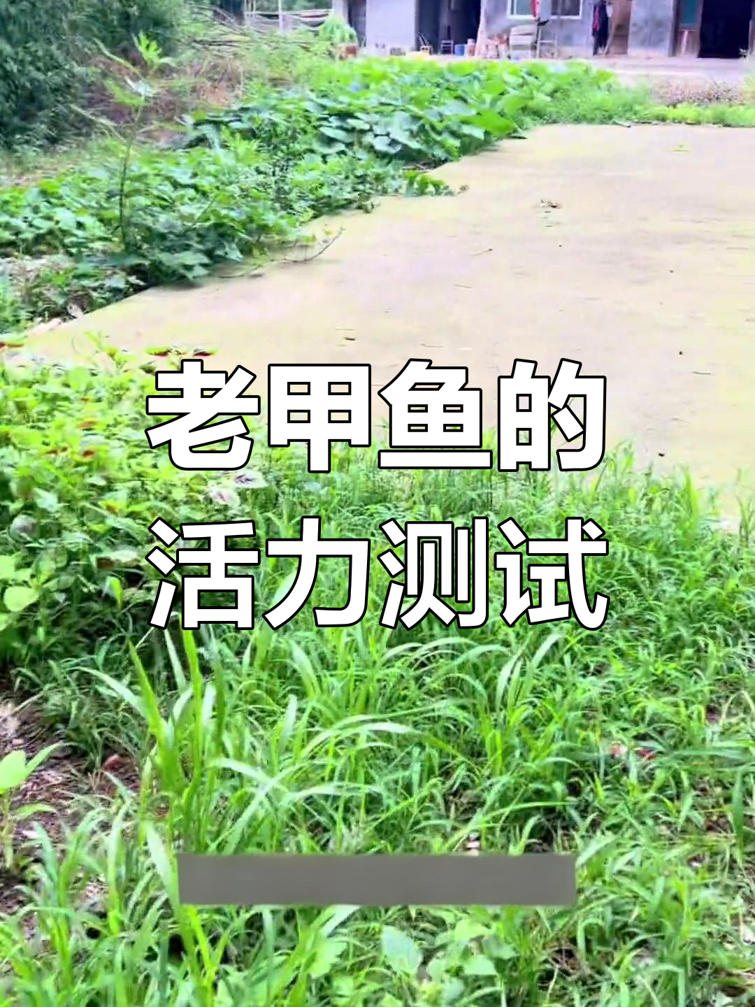 甲鱼养殖与野生差异大揭秘