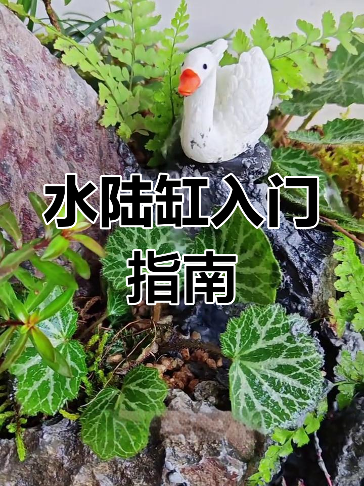 水陆缸造景超简单,新手也能轻松上手!