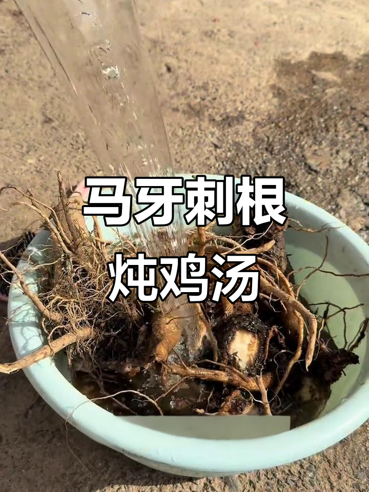 农村炖鸡秘制配方,马牙刺根让鸡肉更香甜
