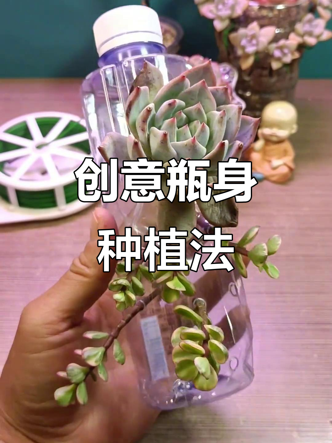 用矿泉水瓶打造太阳花造型多肉,简单又有趣