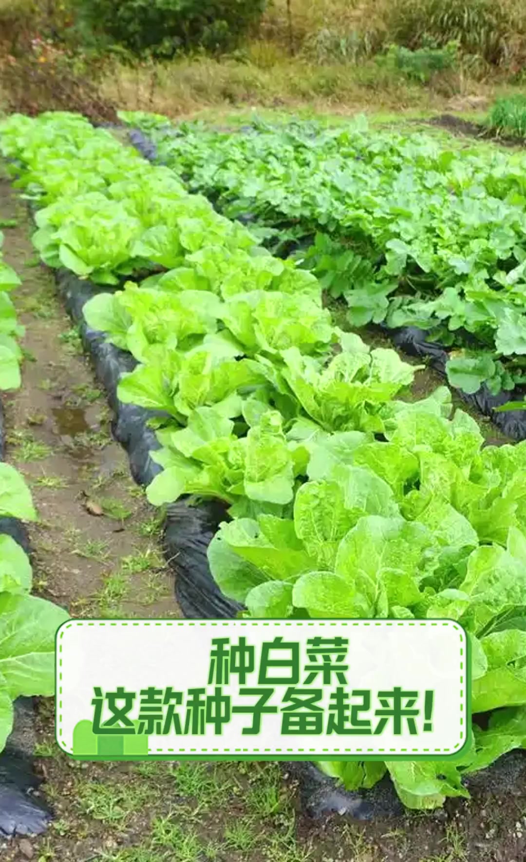 种白菜,这款种子备起来!