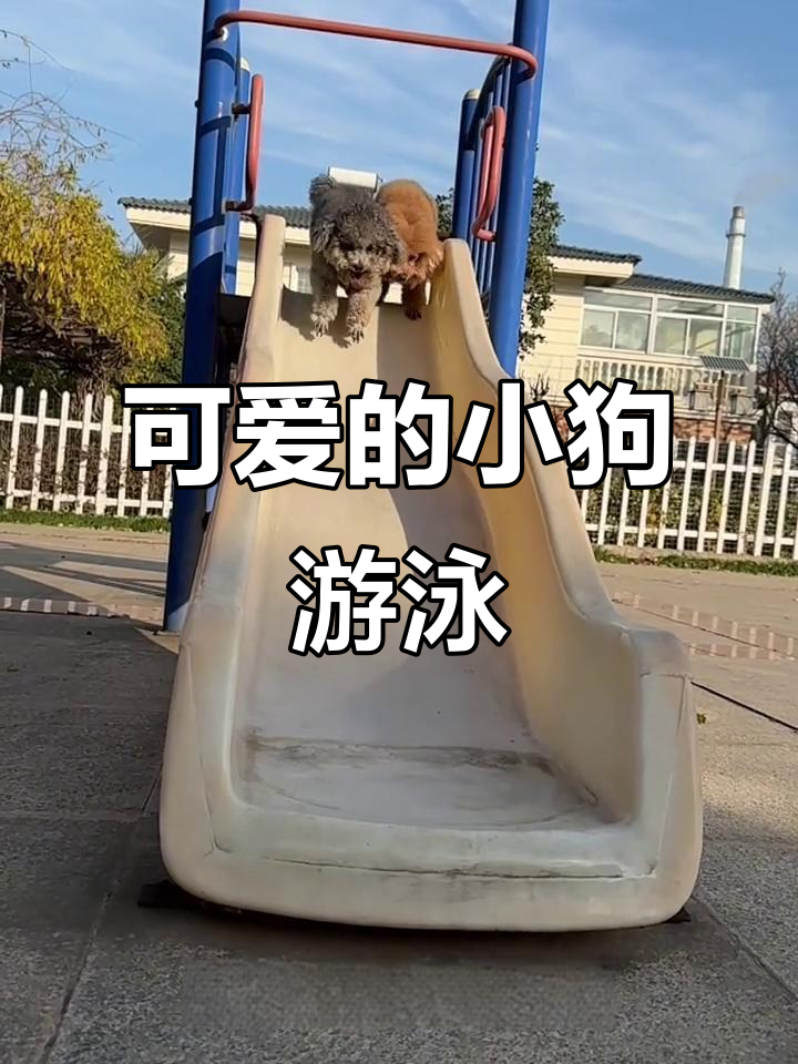 小狗游泳超可爱,爱吃肉骨头!