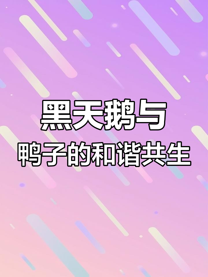八仙山湖畔的黑天鹅与小鸭子
