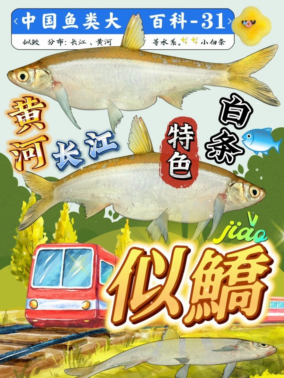 长江黄河水系特色白条鱼~似鱎(似鲛)