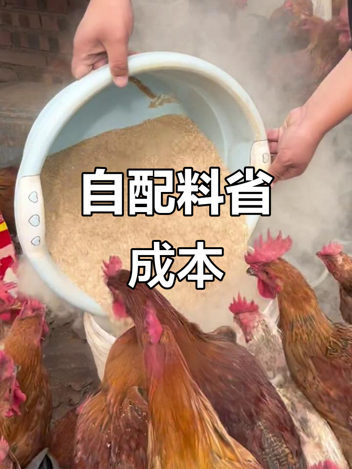 肉鸡与土鸡饲料配方大揭秘,省钱又高效