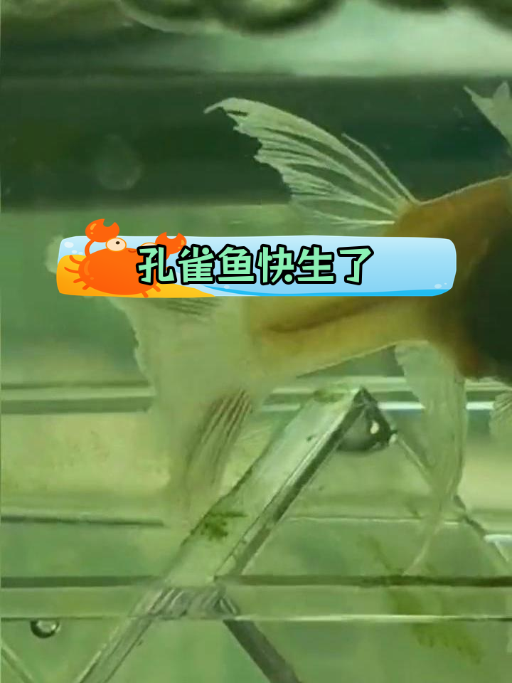 孔雀鱼生产过程曝光