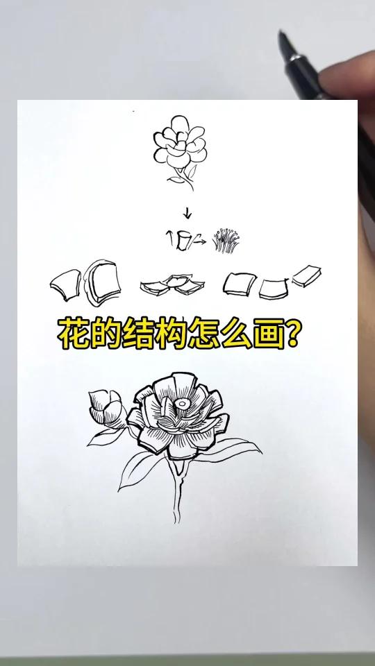 花的结构怎么理解?