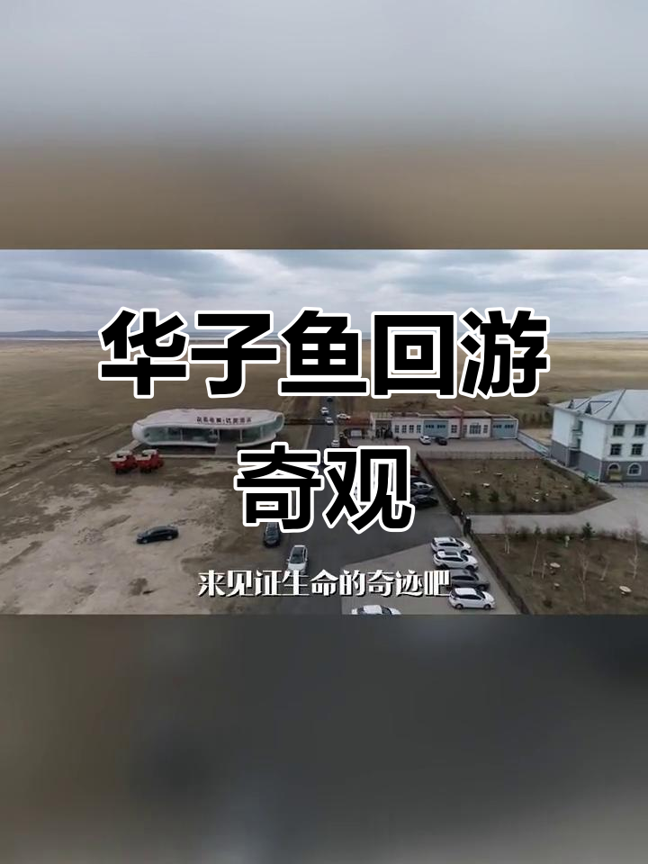 达里湖华子鱼回游,震撼生命的逆袭之旅