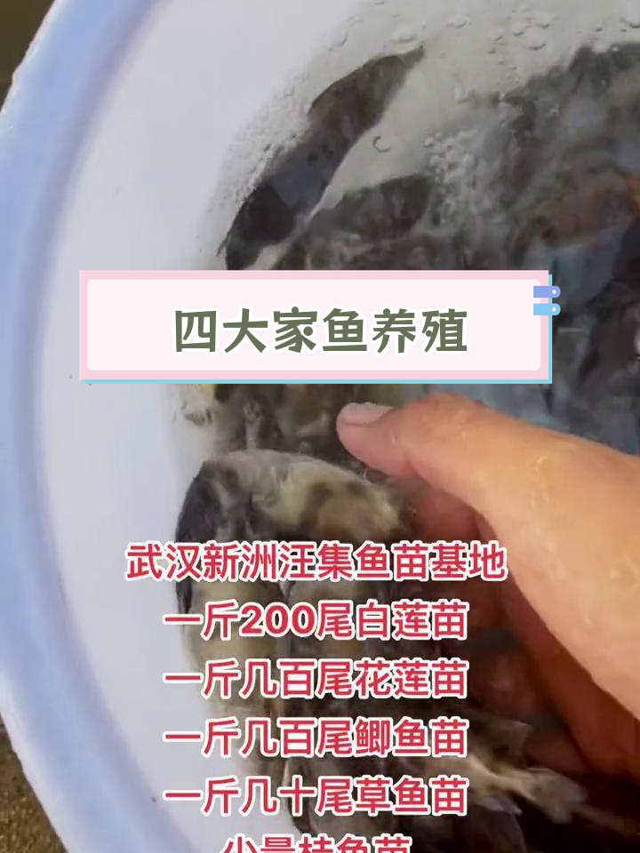 武汉邢州王记鱼苗基地供应多种鱼类