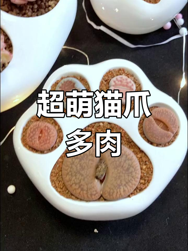 可爱猫爪造型多肉,养护轻松又美观